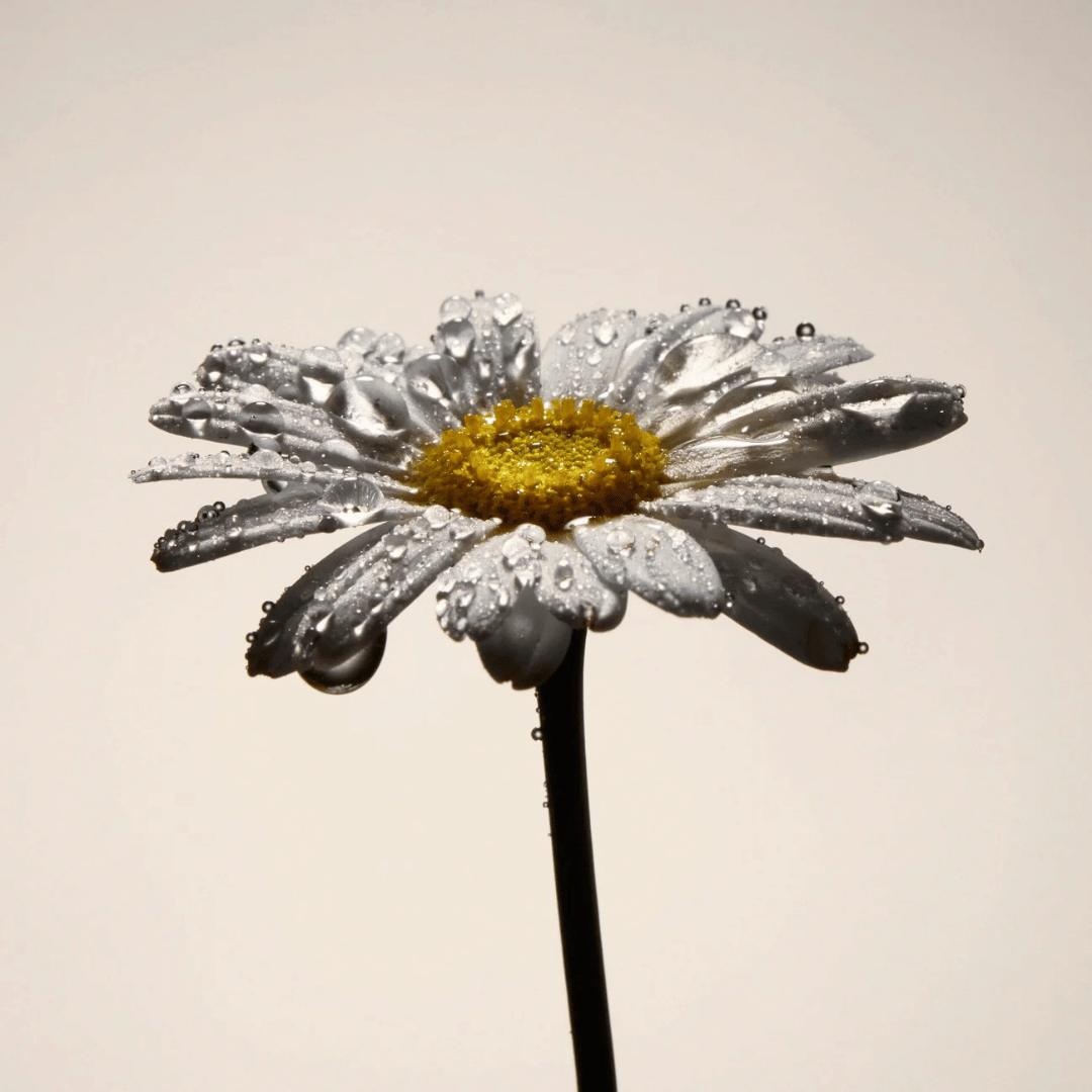 Brume Hydrolat de Camomille Bio - 100% naturel