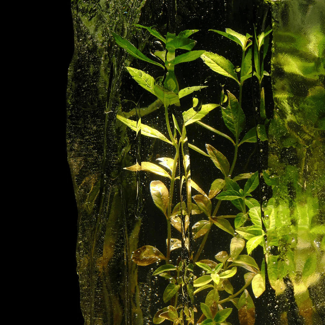 Brume Hydrolat de Verveine Bio - 100% naturel