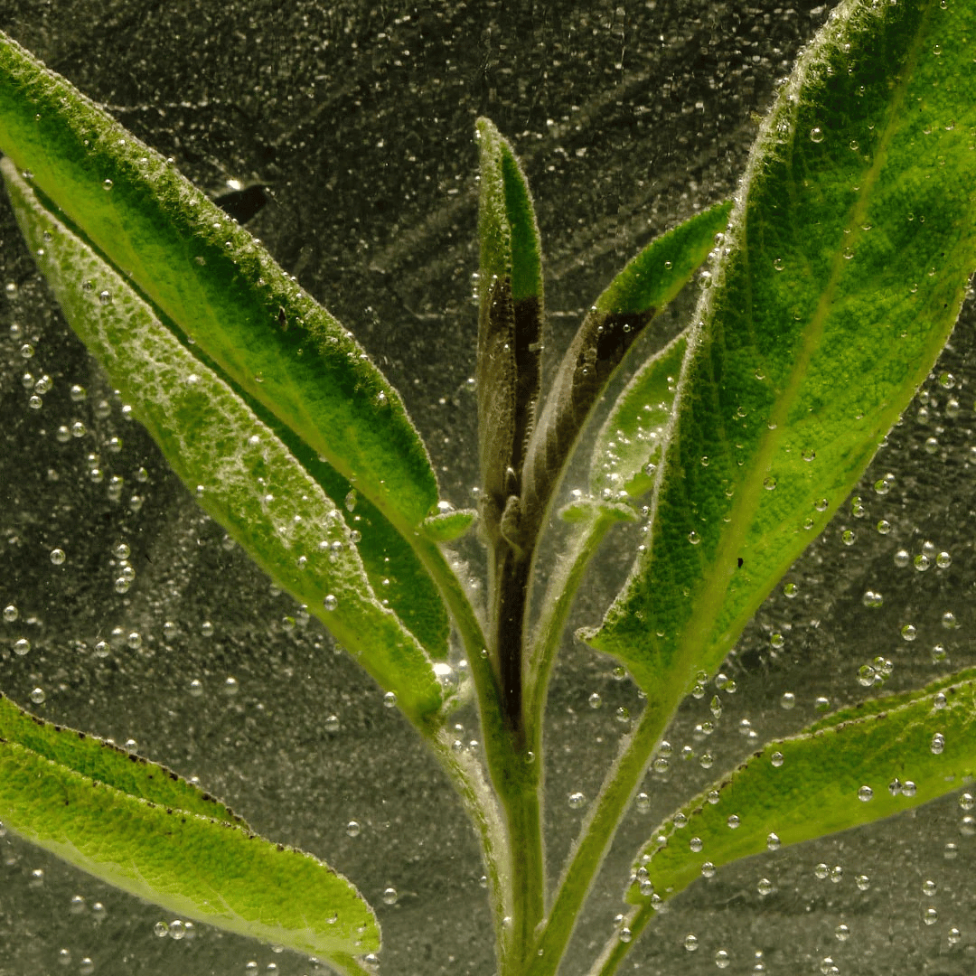 Brume Hydrolat de Sauge Bio - 100% naturel