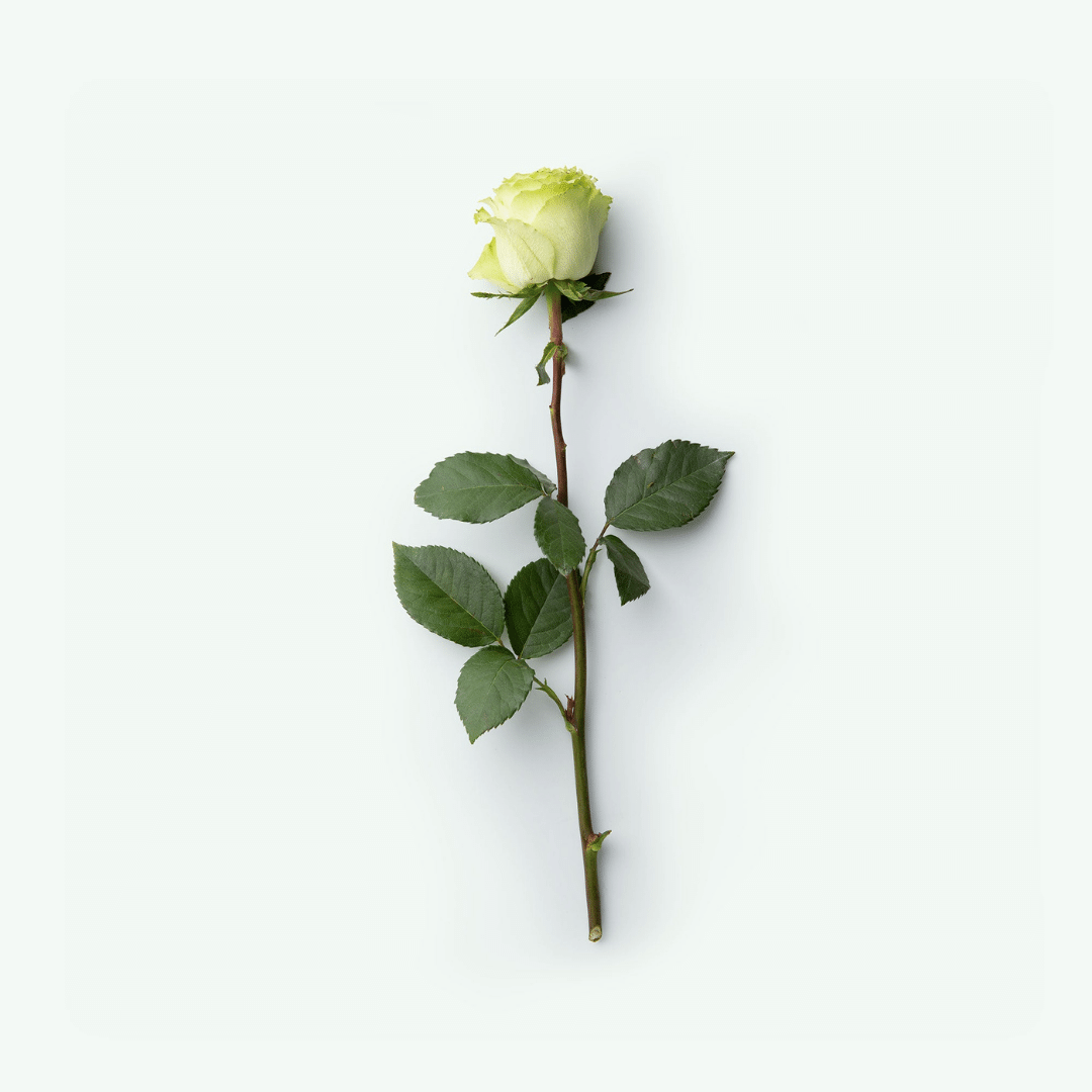 Natural Shower Gel - THIRD ROSE