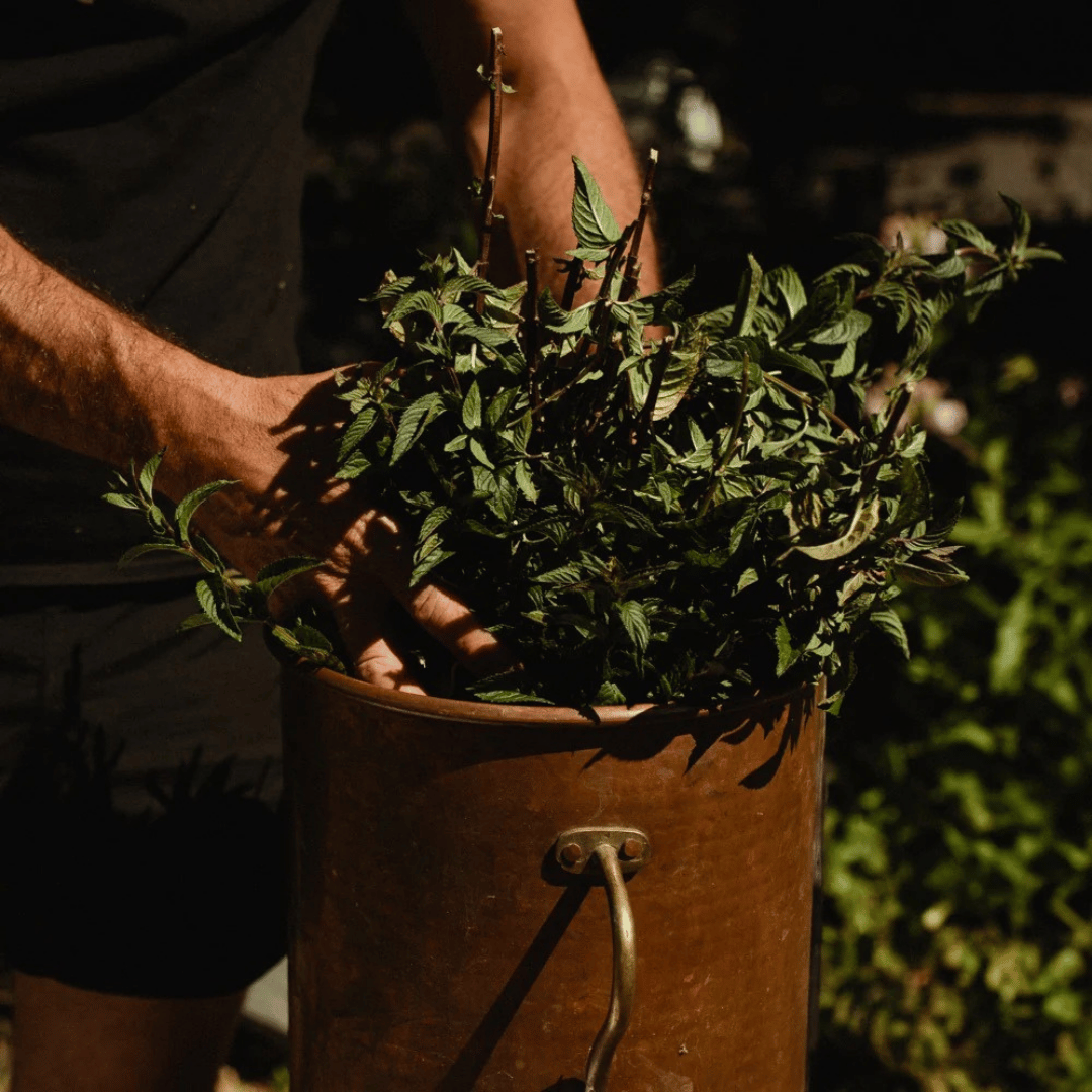 Brume Hydrolat de Sauge Bio - 100% naturel