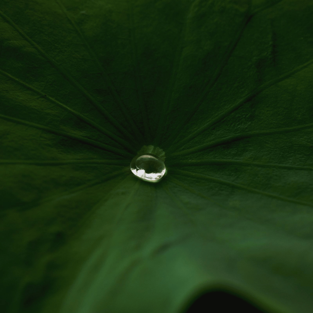 Lotus PHA Purifying Mist