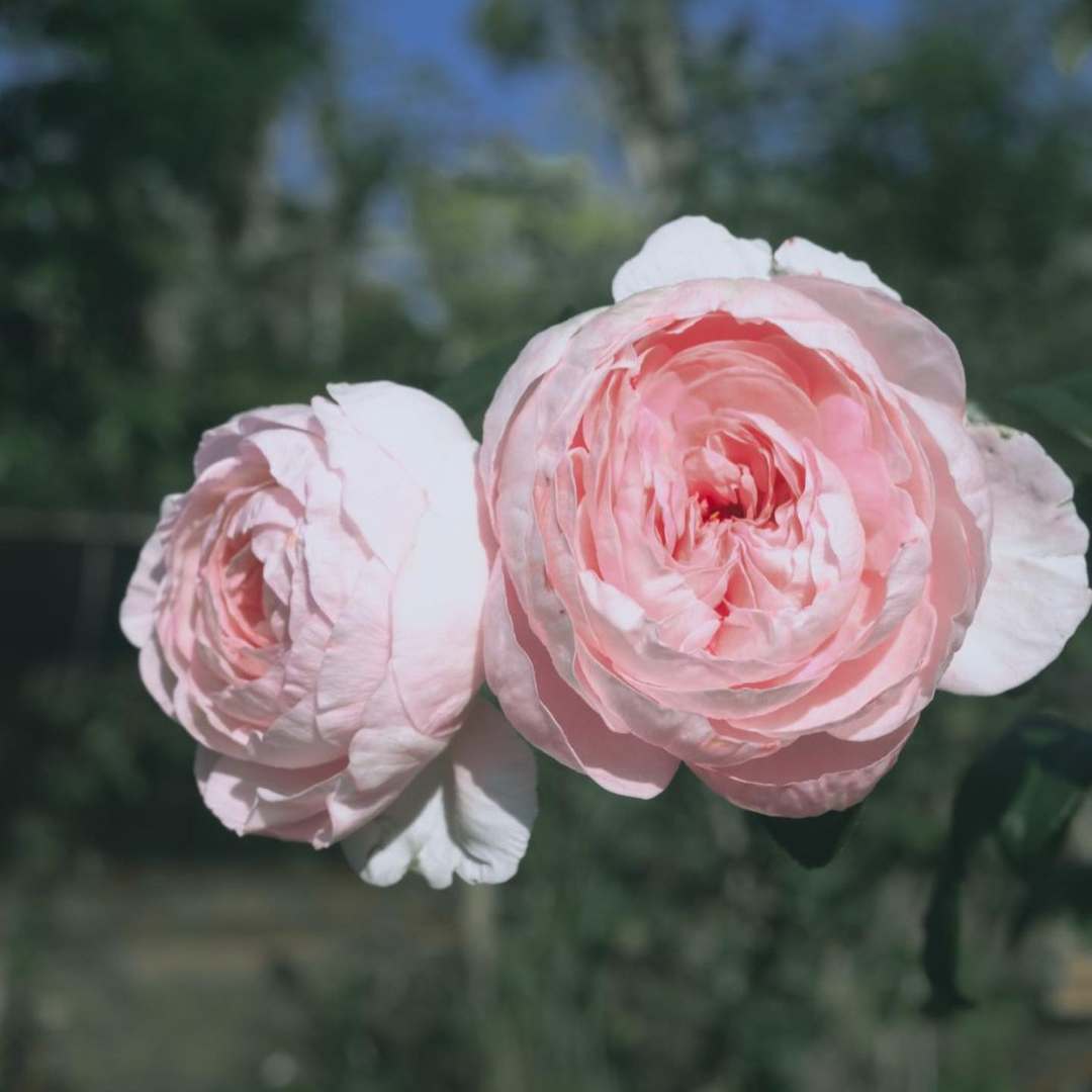 Essence Florale Hydratante - Eau de Fleur