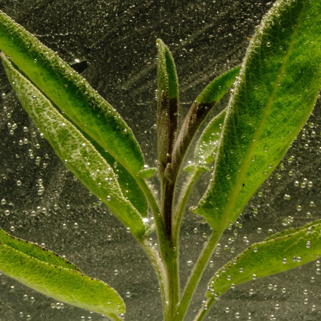 Sage Hydrosol [Salvia]